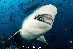 Large female bull shark photographed in Fiji, while munch... by Lill Haugen 